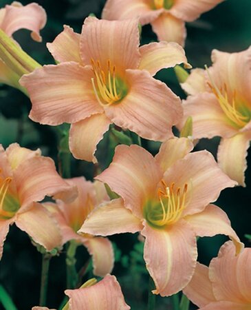 Hemerocallis 'Luxury Lace' geen maat specificatie 0,55L/P9cm - afbeelding 2