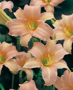 Hemerocallis 'Luxury Lace' geen maat specificatie 0,55L/P9cm - afbeelding 2