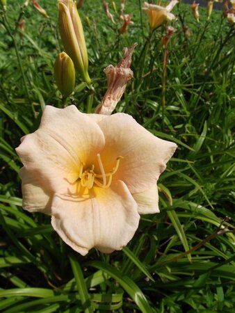 Hemerocallis 'Luxury Lace' geen maat specificatie 0,55L/P9cm - afbeelding 3