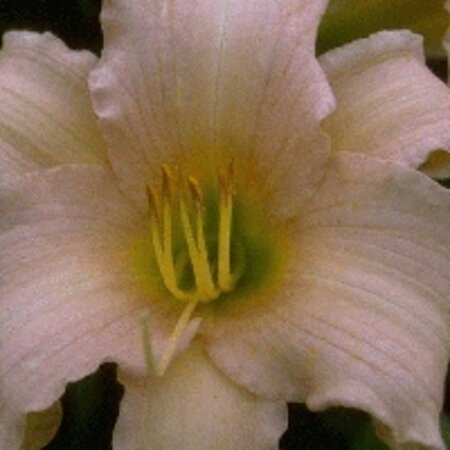 Hemerocallis 'Luxury Lace' geen maat specificatie 0,55L/P9cm - afbeelding 5