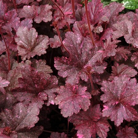 Heuchera 'Midnight Rose' geen maat specificatie 0,55L/P9cm - afbeelding 4