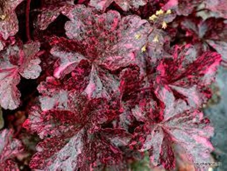 Heuchera 'Midnight Rose' geen maat specificatie 0,55L/P9cm - afbeelding 5