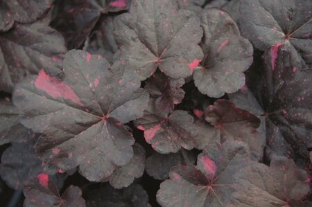 Heuchera 'Midnight Rose' geen maat specificatie 0,55L/P9cm - afbeelding 2