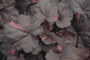 Heuchera 'Midnight Rose' geen maat specificatie 0,55L/P9cm - afbeelding 2