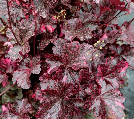 Heuchera 'Midnight Rose' geen maat specificatie 0,55L/P9cm - afbeelding 6