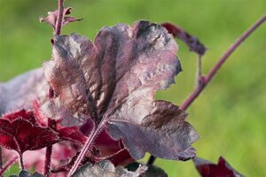 Heuchera 'Midnight Rose' geen maat specificatie 0,55L/P9cm - afbeelding 3