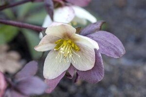 Helleborus n. 'Emma' geen maat specificatie 0,55L/P9cm