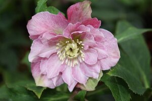 Helleborus o. 'Double Ellen Pink' geen maat specificatie 0,55L/P9cm