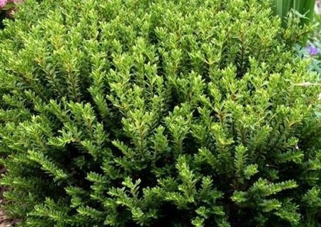 Hebe odora = (buxifolia) 15-20 cm cont. 2,0L - afbeelding 2