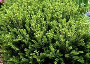 Hebe odora = (buxifolia) 15-20 cm cont. 2,0L - afbeelding 2