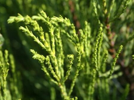 Hebe ochracea 'James Stirling' 10-12 cm container - afbeelding 1