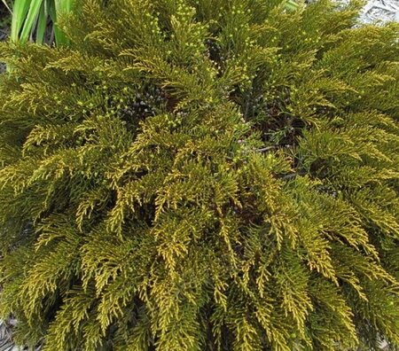 Hebe ochracea 'James Stirling' 10-12 cm container - afbeelding 3