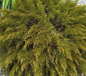 Hebe ochracea 'James Stirling' 10-12 cm container - afbeelding 3