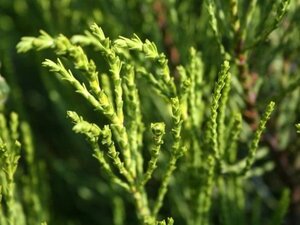 Hebe ochracea 'James Stirling' 15-20 cm cont. 2,0L