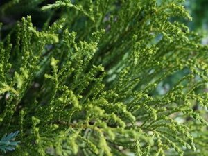 Hebe ochracea 'James Stirling' 15-20 cm cont. 2,0L - afbeelding 2