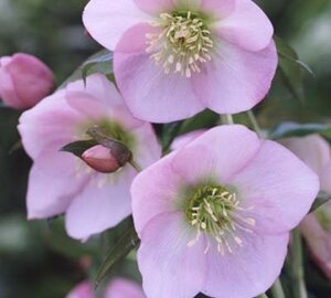 Helleborus o. 'Pink Lady' geen maat specificatie 0,55L/P9cm