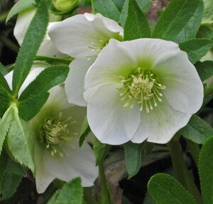 Helleborus o. 'White Lady' geen maat specificatie 0,55L/P9cm