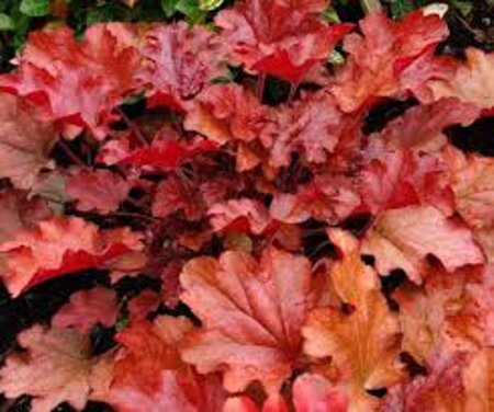 Heuchera 'Peach Flambé' geen maat specificatie 0,55L/P9cm - afbeelding 1
