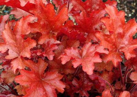 Heuchera 'Peach Flambé' geen maat specificatie 0,55L/P9cm - afbeelding 2