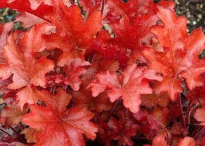 Heuchera 'Peach Flambé' geen maat specificatie 0,55L/P9cm