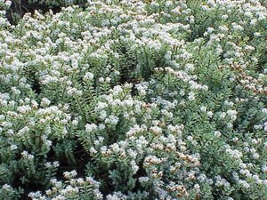 Hebe pinguifolia 20-30 cm cont. 2,0L