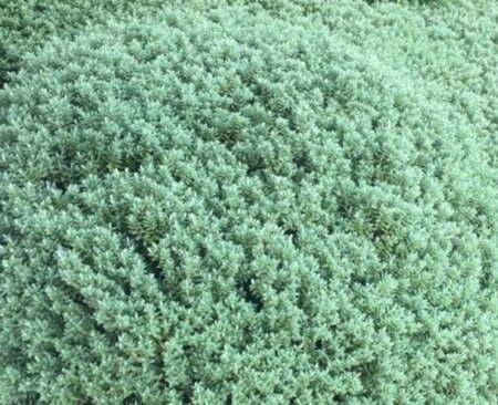 Hebe pinguifolia 20-30 cm cont. 2,0L - afbeelding 2