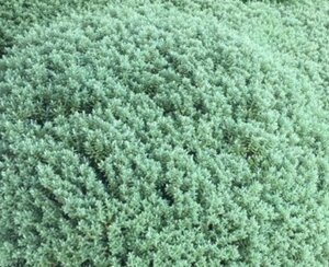 Hebe pinguifolia 20-30 cm cont. 2,0L - afbeelding 2