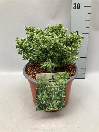 Hebe pinguifolia 'Sutherlandii' geen maat specificatie cont. 2,0L