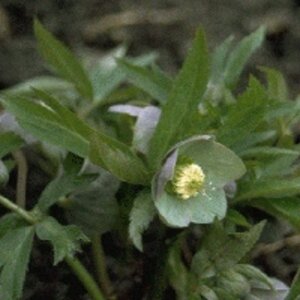 Helleborus purpurascens geen maat specificatie 0,55L/P9cm