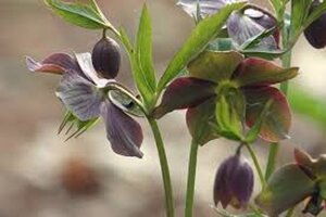 Helleborus purpurascens geen maat specificatie 0,55L/P9cm