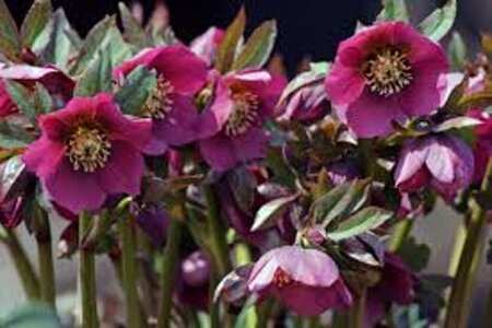 Helleborus purpurascens geen maat specificatie 0,55L/P9cm - afbeelding 2