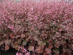 Heuchera 'Rachel' geen maat specificatie 0,55L/P9cm - afbeelding 4