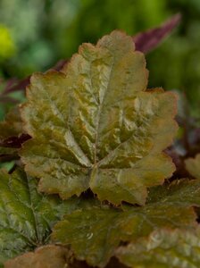 Heuchera 'Rachel' geen maat specificatie 0,55L/P9cm