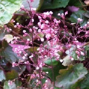 Heuchera 'Rachel' geen maat specificatie 0,55L/P9cm - image 2