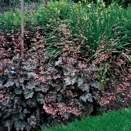 Heuchera 'Rachel' geen maat specificatie 0,55L/P9cm - image 3