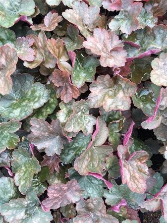 Heuchera 'Rachel' geen maat specificatie 0,55L/P9cm - image 5