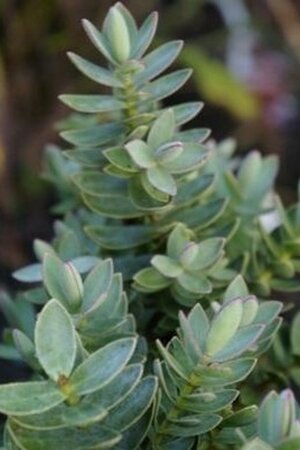 Hebe 'Red Edge' 20-30 cm cont. 2,0L - afbeelding 1