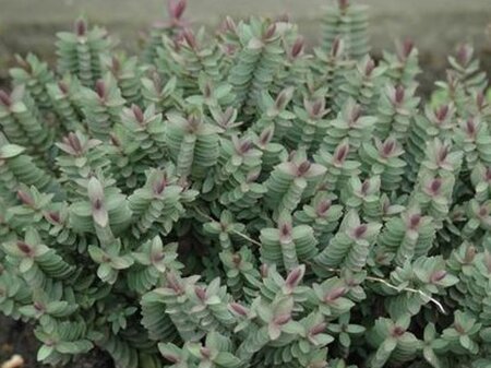 Hebe 'Red Edge' 20-30 cm cont. 2,0L - afbeelding 2