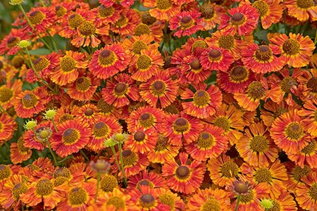 Helenium 'Salsa' geen maat specificatie 0,55L/P9cm - afbeelding 1