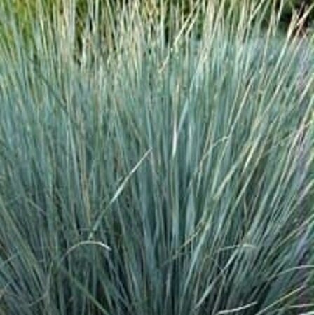 Helictotrichon sempervirens geen maat specificatie 0,55L/P9cm - afbeelding 3