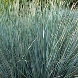 Helictotrichon sempervirens geen maat specificatie 0,55L/P9cm - afbeelding 3