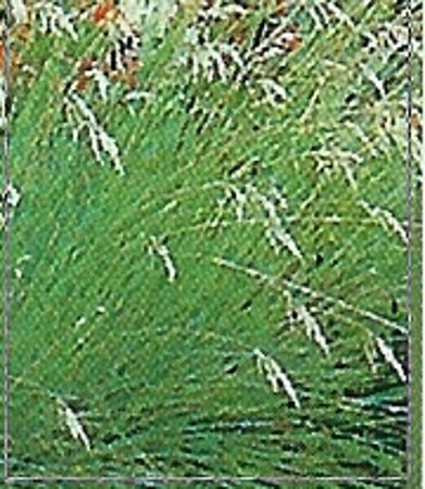 Helictotrichon sempervirens geen maat specificatie 0,55L/P9cm - afbeelding 5