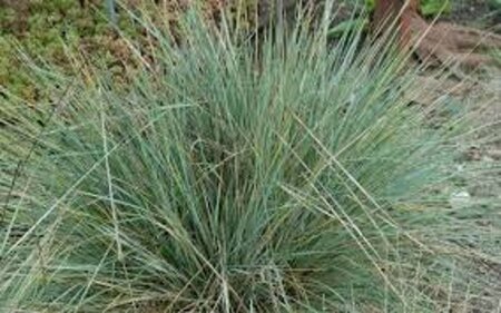 Helictotrichon sempervirens geen maat specificatie 0,55L/P9cm - afbeelding 6