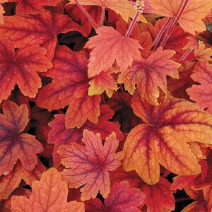 Heucherella 'Sweet Tea' geen maat specificatie 0,55L/P9cm - afbeelding 2