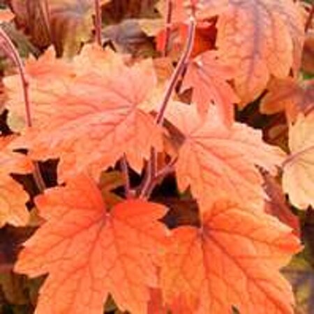 Heucherella 'Sweet Tea' geen maat specificatie 0,55L/P9cm - afbeelding 3