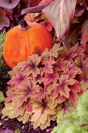 Heucherella 'Sweet Tea' geen maat specificatie 0,55L/P9cm - afbeelding 4