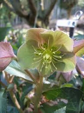 Helleborus sternii geen maat specificatie 0,55L/P9cm