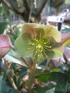 Helleborus sternii geen maat specificatie 0,55L/P9cm