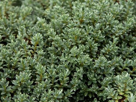 Hebe topiaria 20-25 cm cont. 2,0L - afbeelding 1