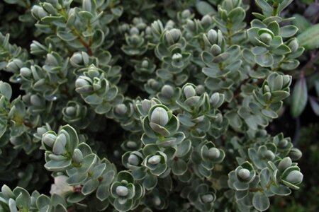 Hebe topiaria 20-25 cm cont. 2,0L - afbeelding 2